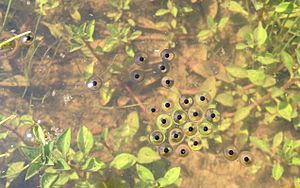 Gastrophryne carolinensis eggs