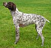 GermanShorthPtr wb.jpg