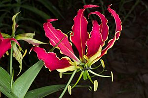 Gloriosa superba 1