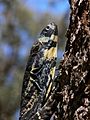 Goana lace monitor