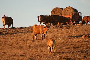 Gold @ Alentejo (6193077116)