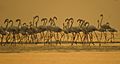 Greater Flamingo at Kutch