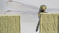 Green Skimmer ventral forewing (17087429388)