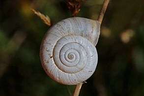 Heath snail (Helicella itala) white form, apical