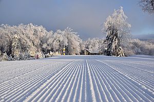 Hidden Valley Grooming