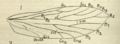 Hindwing venation of Sabatinca lucilia