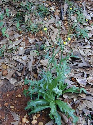 Hypochaeris brasiliensis plant.JPG