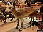 Japanese Wolf.jpg