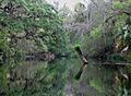 Kayaking on the Hillsborough River