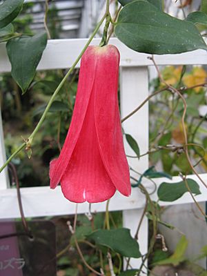 Lapageria rosea1