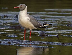 Larus cirrocephalus.jpg