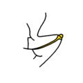 Leaf morphology tooth salicoid