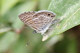 Marine blue (Leptotes marina)