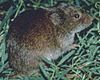 Microtus pennsylvanicus