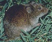 Microtus pennsylvanicus.jpg