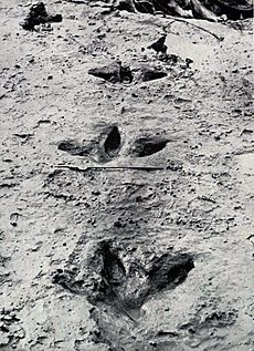 Moa footprints