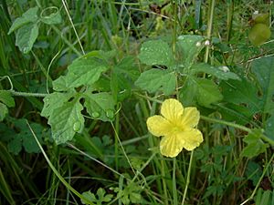 Momordica charantia (plant)