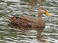 Mottled Duck male RWD3