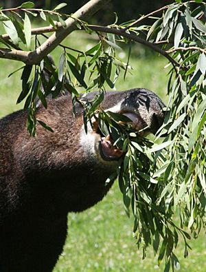 Mountain Tapir3