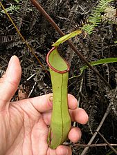 N. gracilis x N. mirabilis