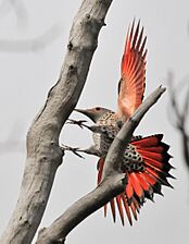 Northern Flicker on Seedskadee National Wildlife Refuge (25906541634)