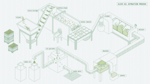 OliveOilExtractionProcess