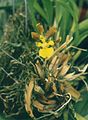 Oncidium longipes