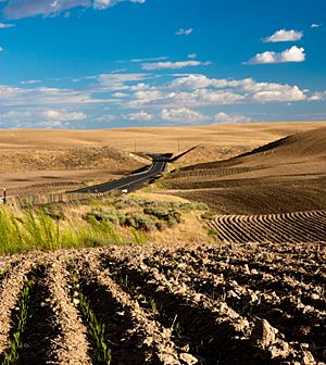 Palouse hills - 9591