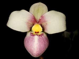 Phragmipedium schlimii Orchi 102.jpg