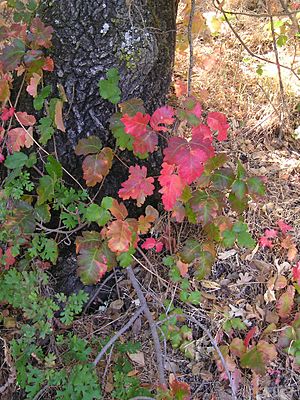 PoisonOak wb biggerLeaves