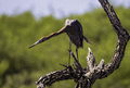 Reddish egret fishing