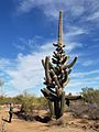 Saguaro with many arms