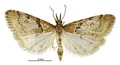 Scoparia s.l. fimbriata male.jpg