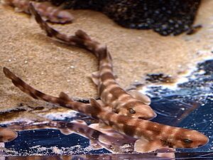 Scyliorhinus torazame shinagawa