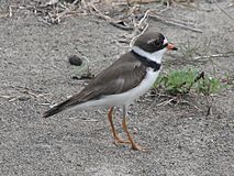 Semipalmated Plover.jpg