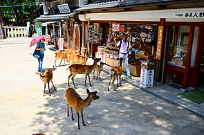 Sika deer in Nara 09