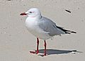 Silver Gull JCB