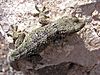 Spiny gecko lanzarote.jpg