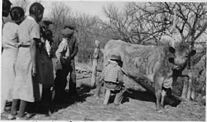 Students at Brave Heart Day, Porcupine, SD, School learn to milk a cow - NARA - 285483