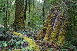 Tarkine walks