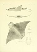 The Plagiostomia (Plate 38) (6001273001).jpg