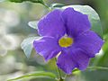 Thunbergia erecta at Kudayathoor