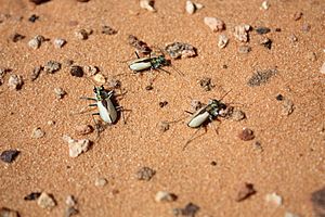 Tiger Beetle Trio (7783679746)