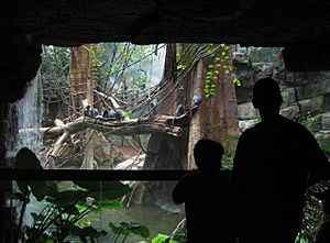 Trachypithecus cristatus at the Bronx Zoo 001