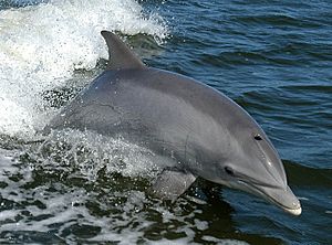 Tursiops truncatus 01-cropped