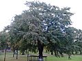 Unknown Ulmus, Vanburgh Place, Edinburgh (3)