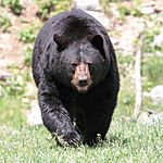 Ursus americanus PO 04