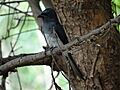 White-bellied Drongo in Perundurai