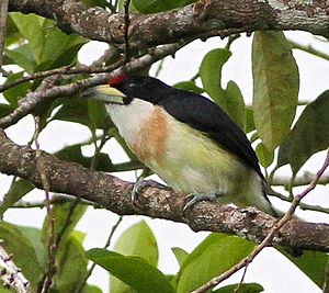 White-mantled Barbet (Capito hypoleucus) (8079738287), crop.jpg