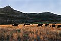 Wichita Mountains Bison